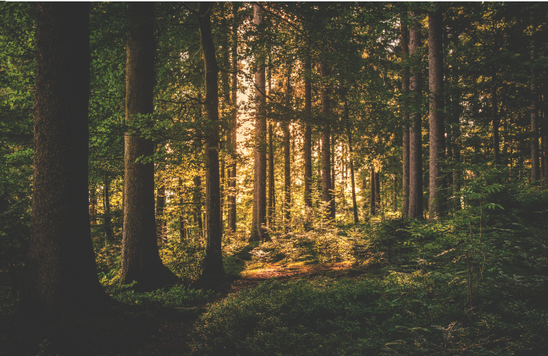 Pathway in forest