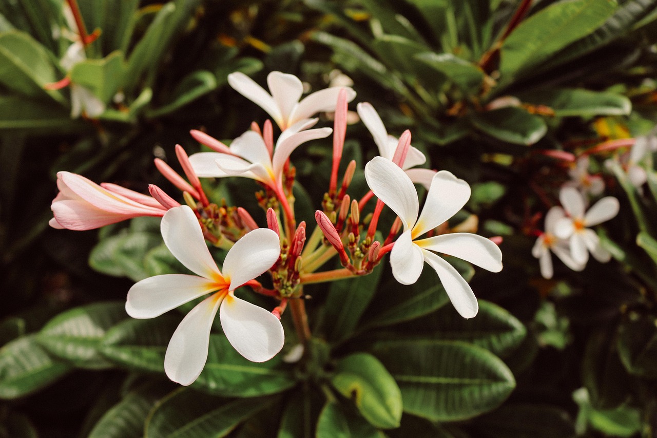 flowers, green, flower wallpaper, beautiful flowers, white, flower background, plumeria, nature, plant, floral, summer, leaf, garden, flowers background, natural, blossom, hawaii, maui, nature, maui, maui, maui, maui, maui