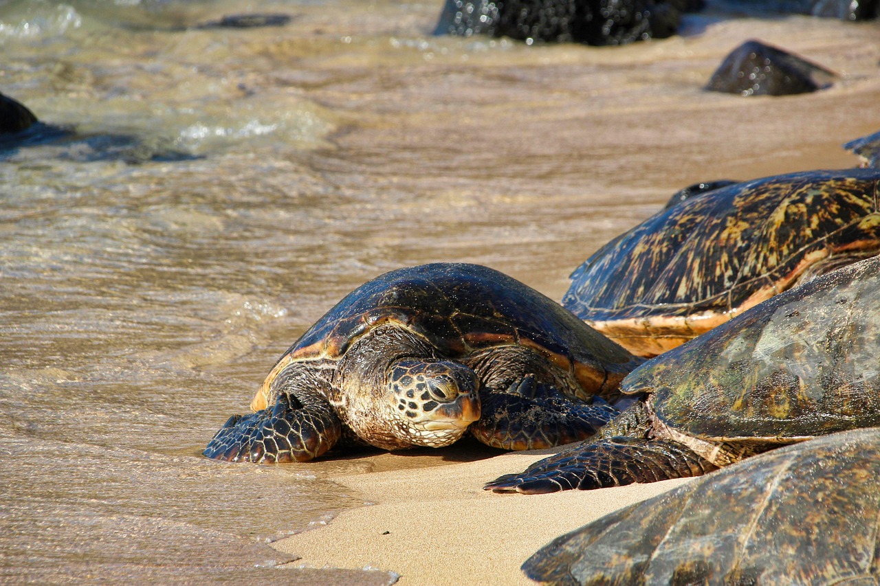 tortoise, hawaii, maui, green turtle, sea turtle, nature, reptile, waters, wildlife, maui, maui, maui, maui, maui